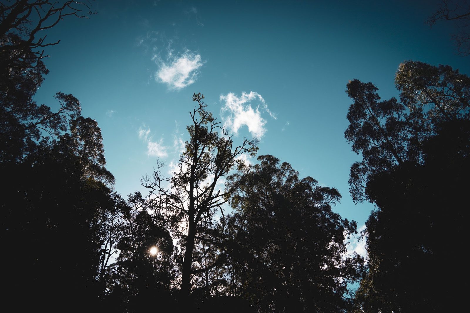 cloudy-sky-with-trees