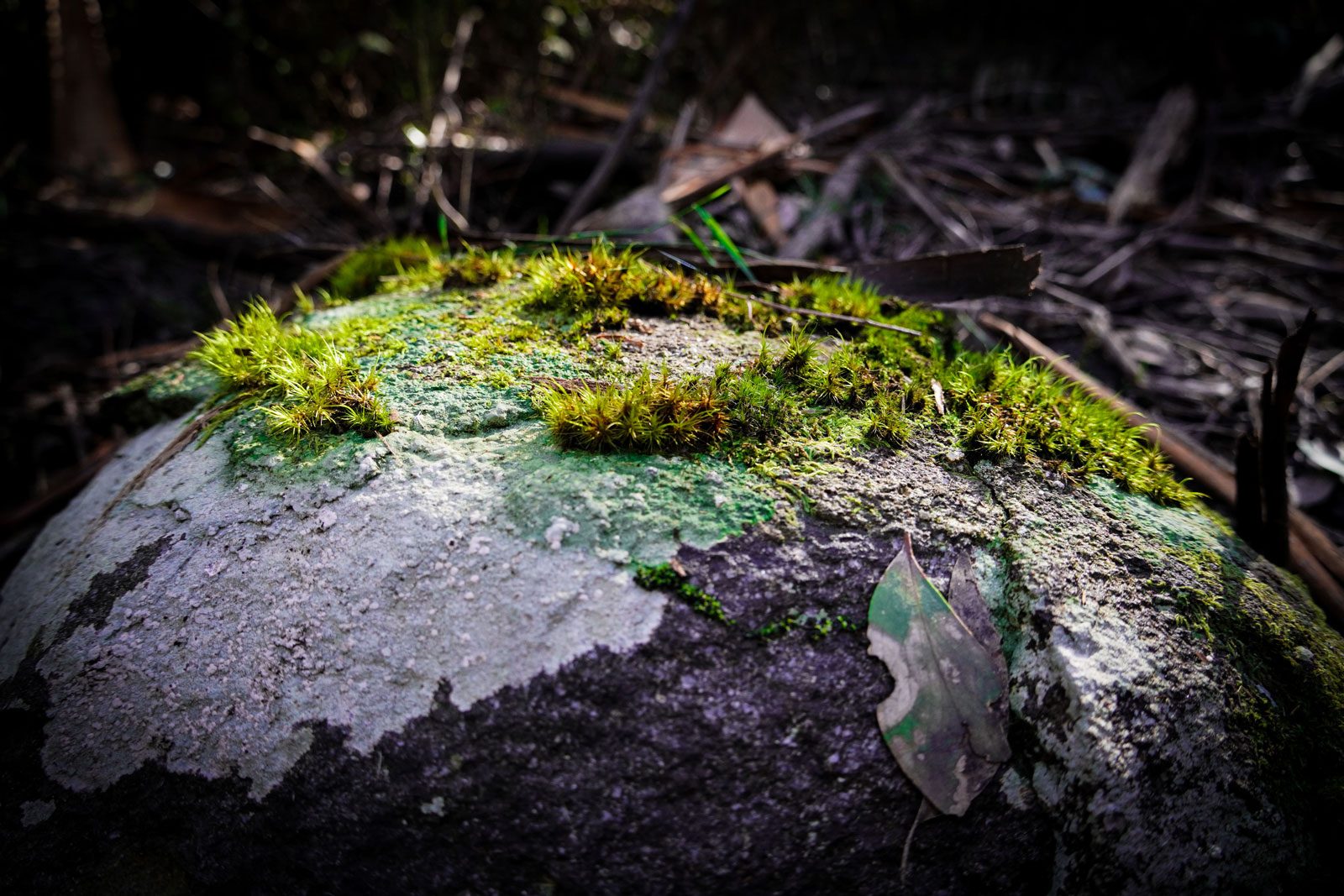 grass-on-stone