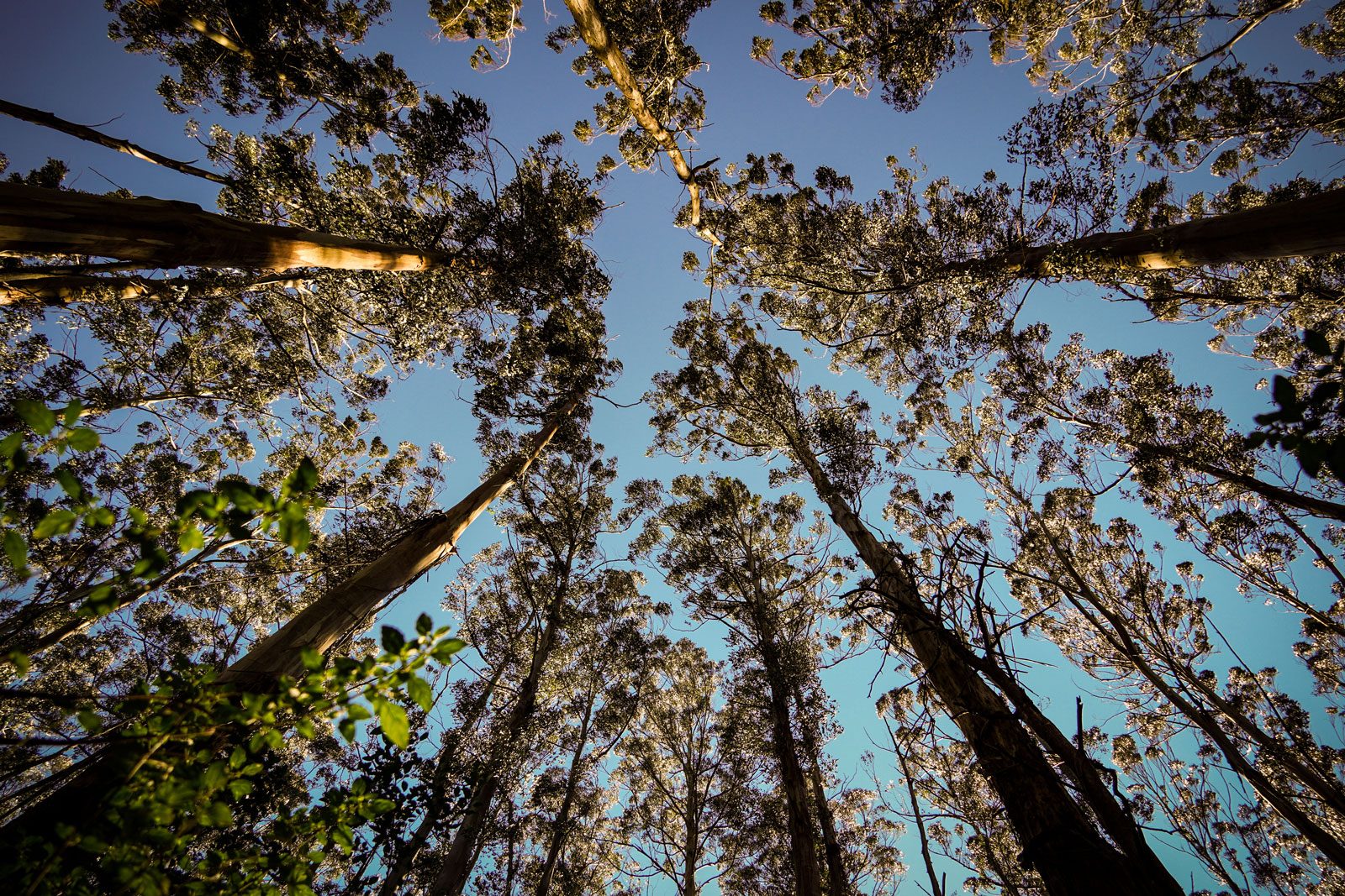 inside-trees