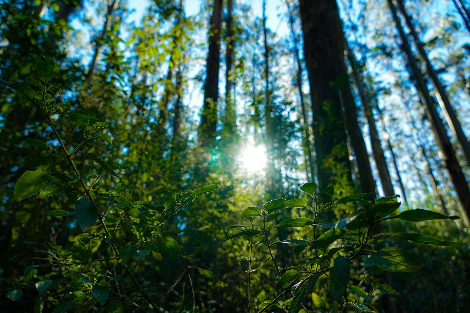 leaves-shining-with-sun
