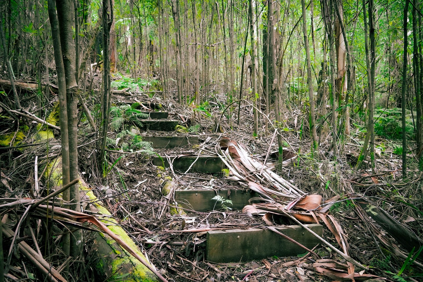 steps-in-forest