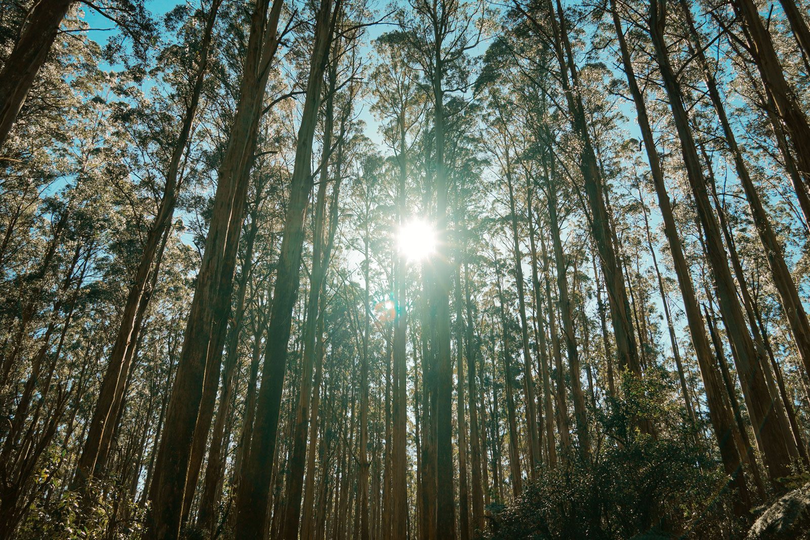 sun-rising-in-forest