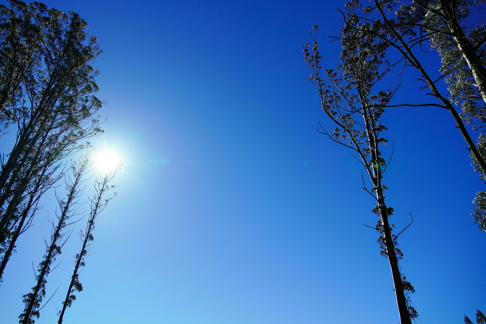 trees-with-blue-sky-and-sun