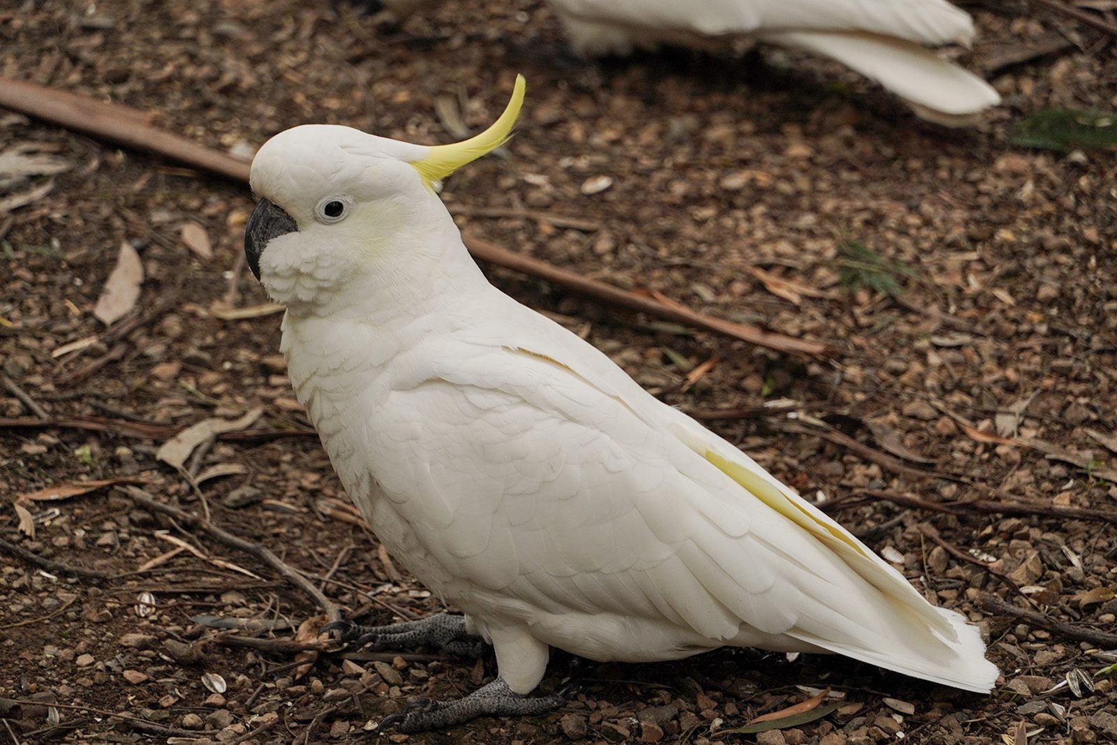 a-cockatoo-bird