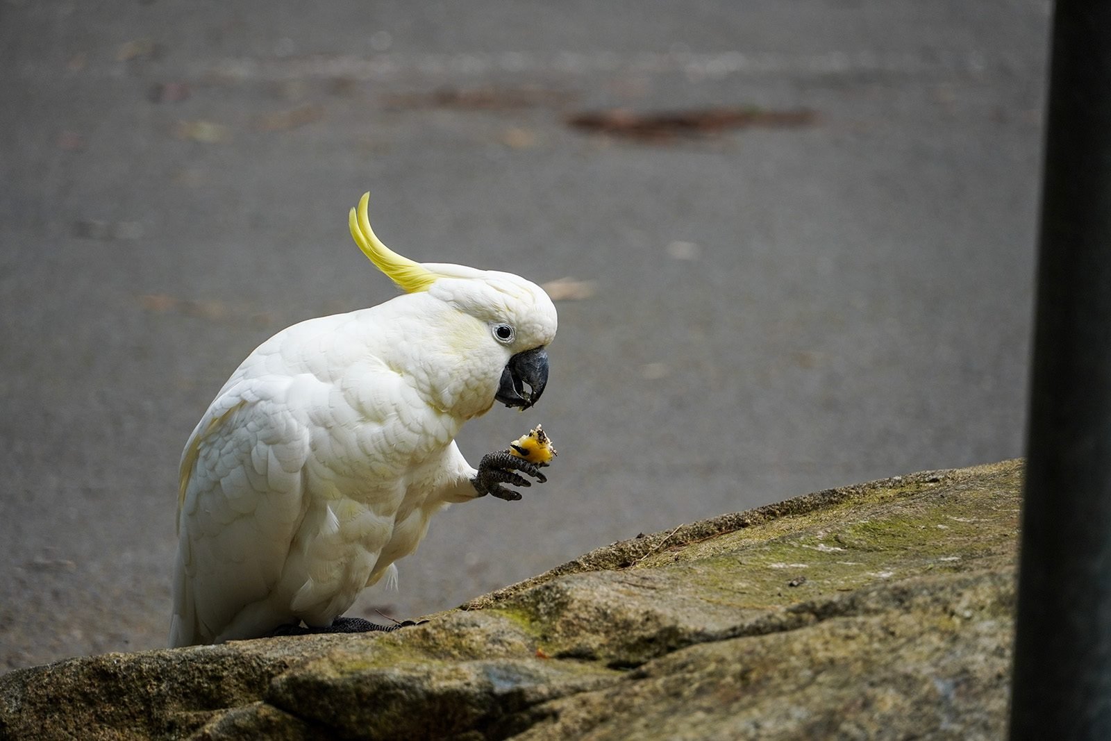 a-cockatoo-bird-eats-banana