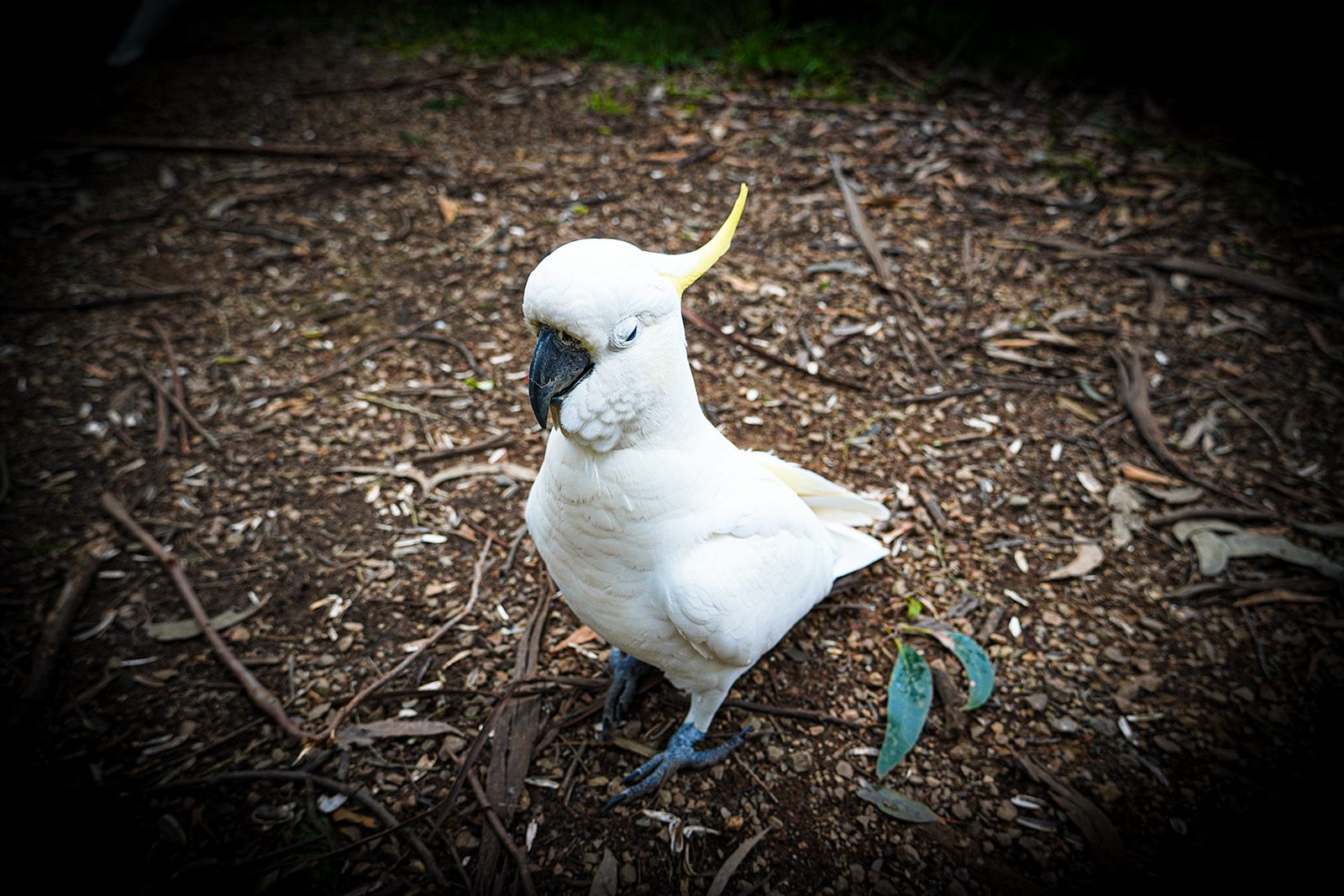 a-cockatoo-bird-sleeps