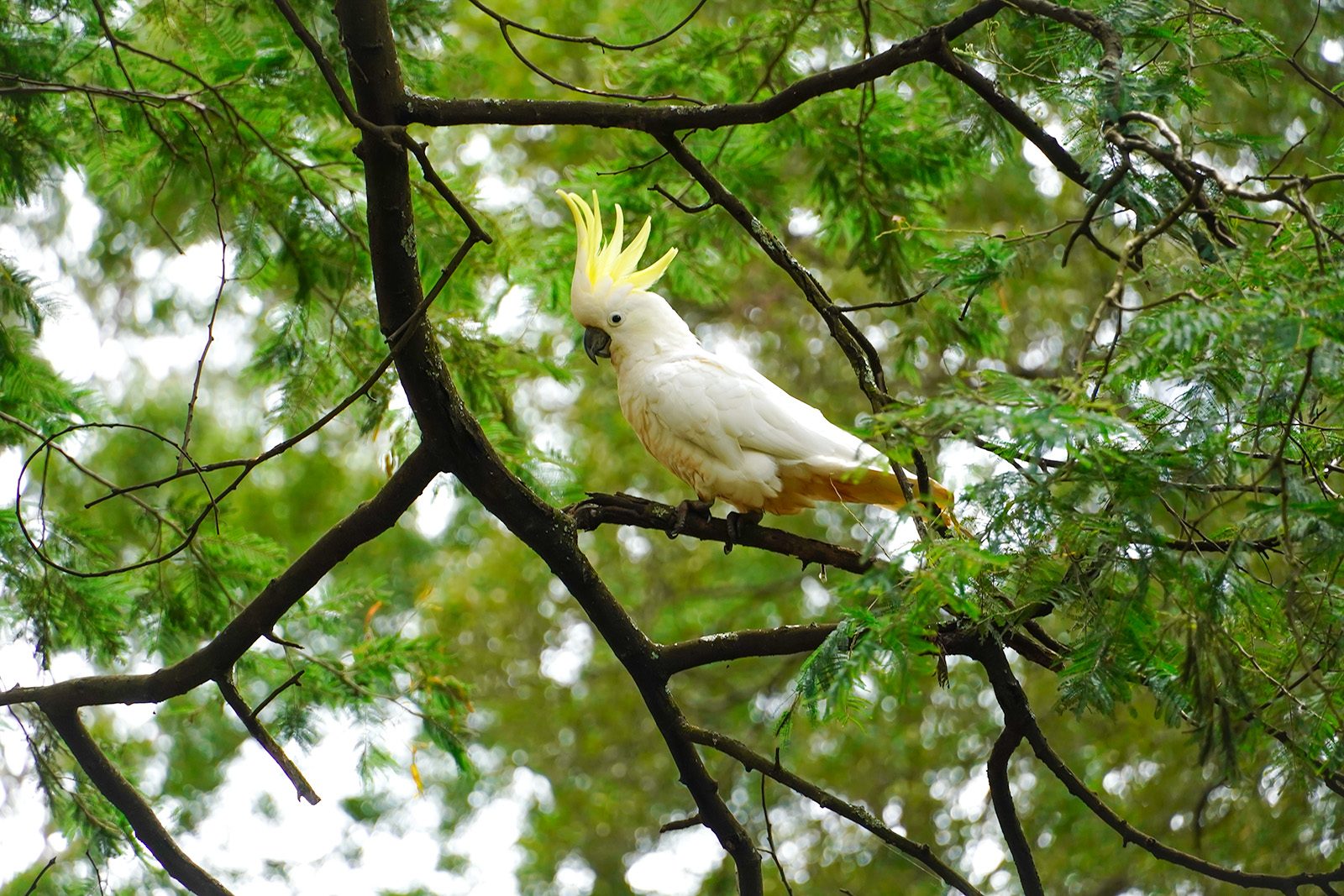 a-cockatoo-sits-on-a-tree-and-wondering