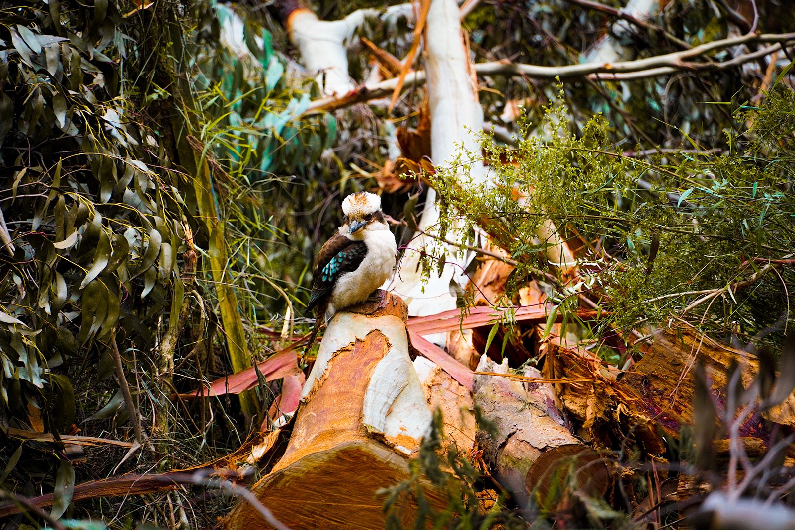 a-kookaburra-bird-sits