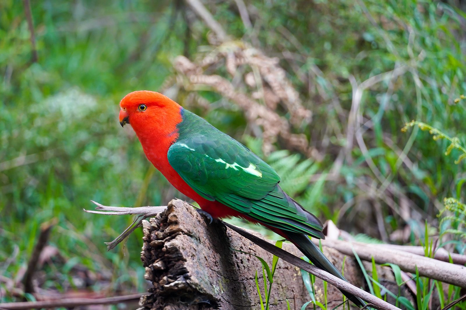 a-rainbow-lorikeet-bird
