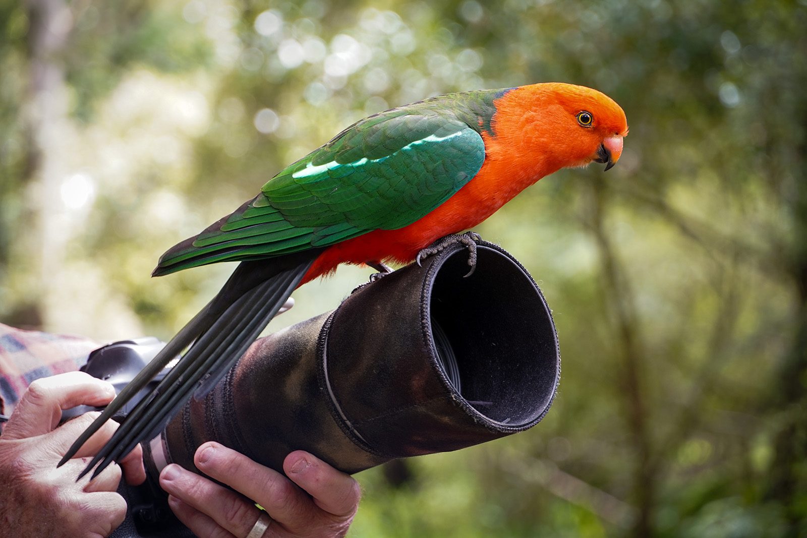 a-rainbow-lorikeet-bird-sits-on-a-camera