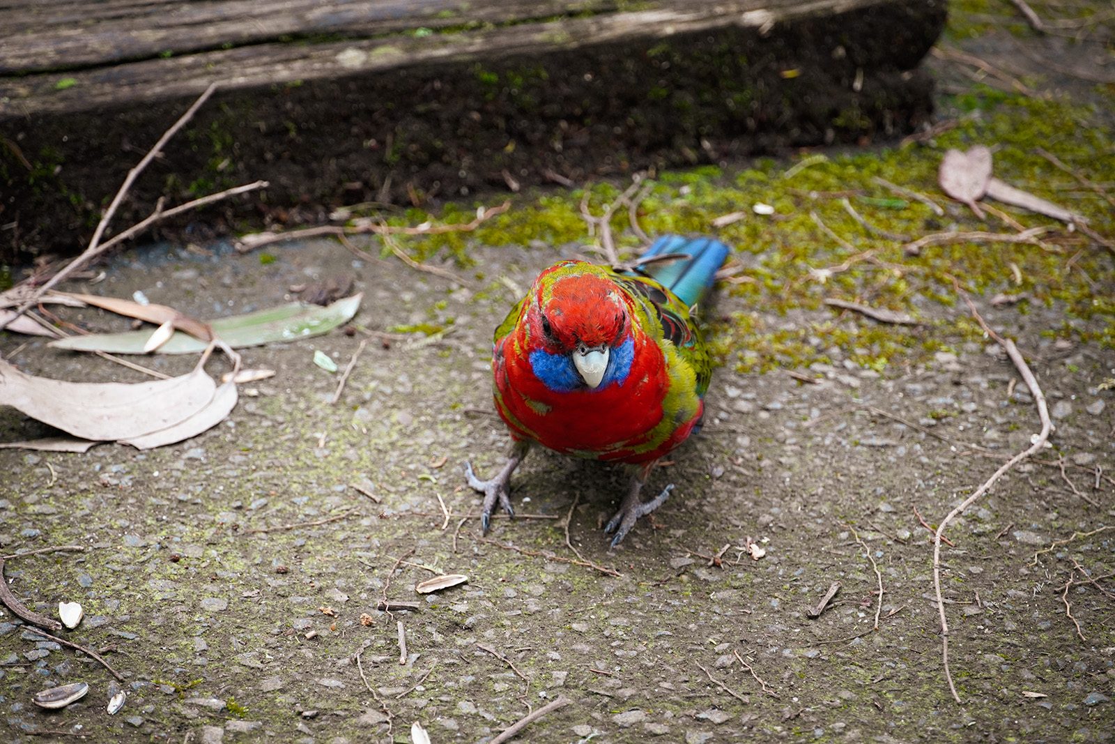 a-rainbow-lorikeet-on-the-floor