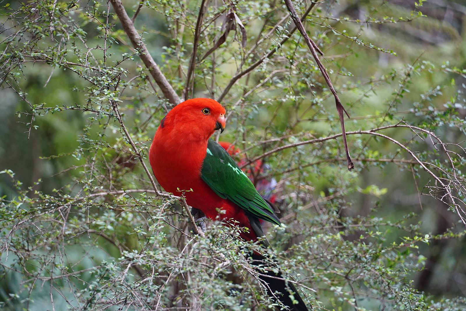 a-rainbow-lorikeet-on-the-tree