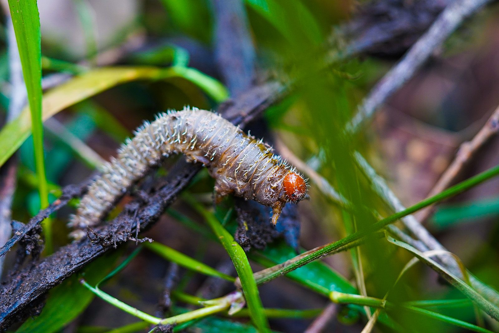 a-worm-in-jungle