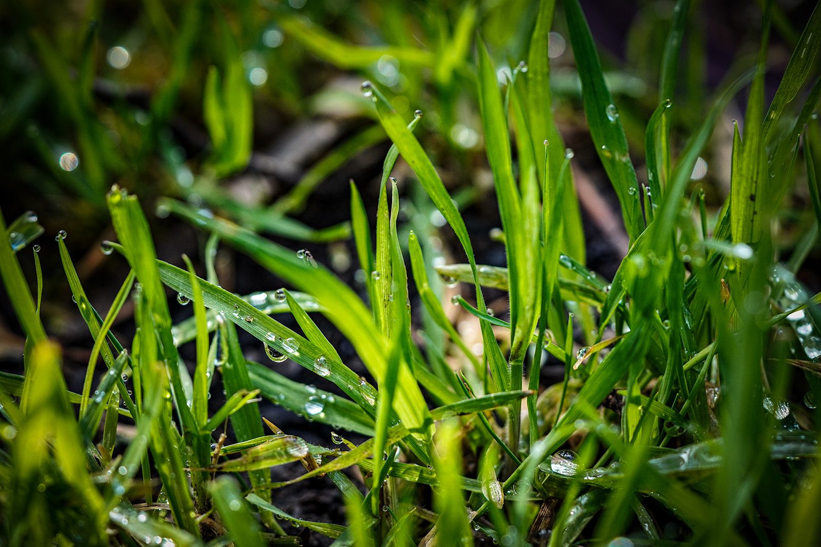 dews-on-the-green-leaves