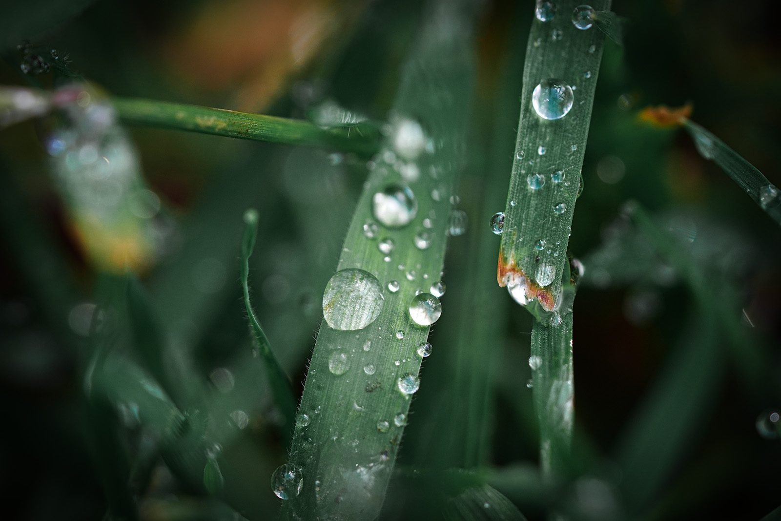 dews-on-the-leaves