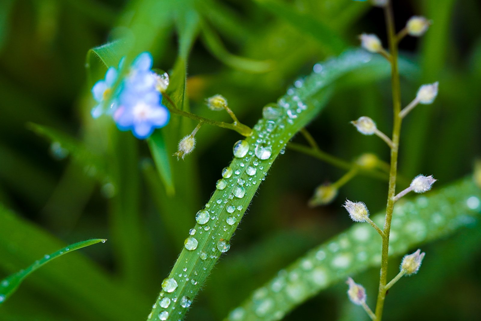 flower-and-dews-on-the-leaves