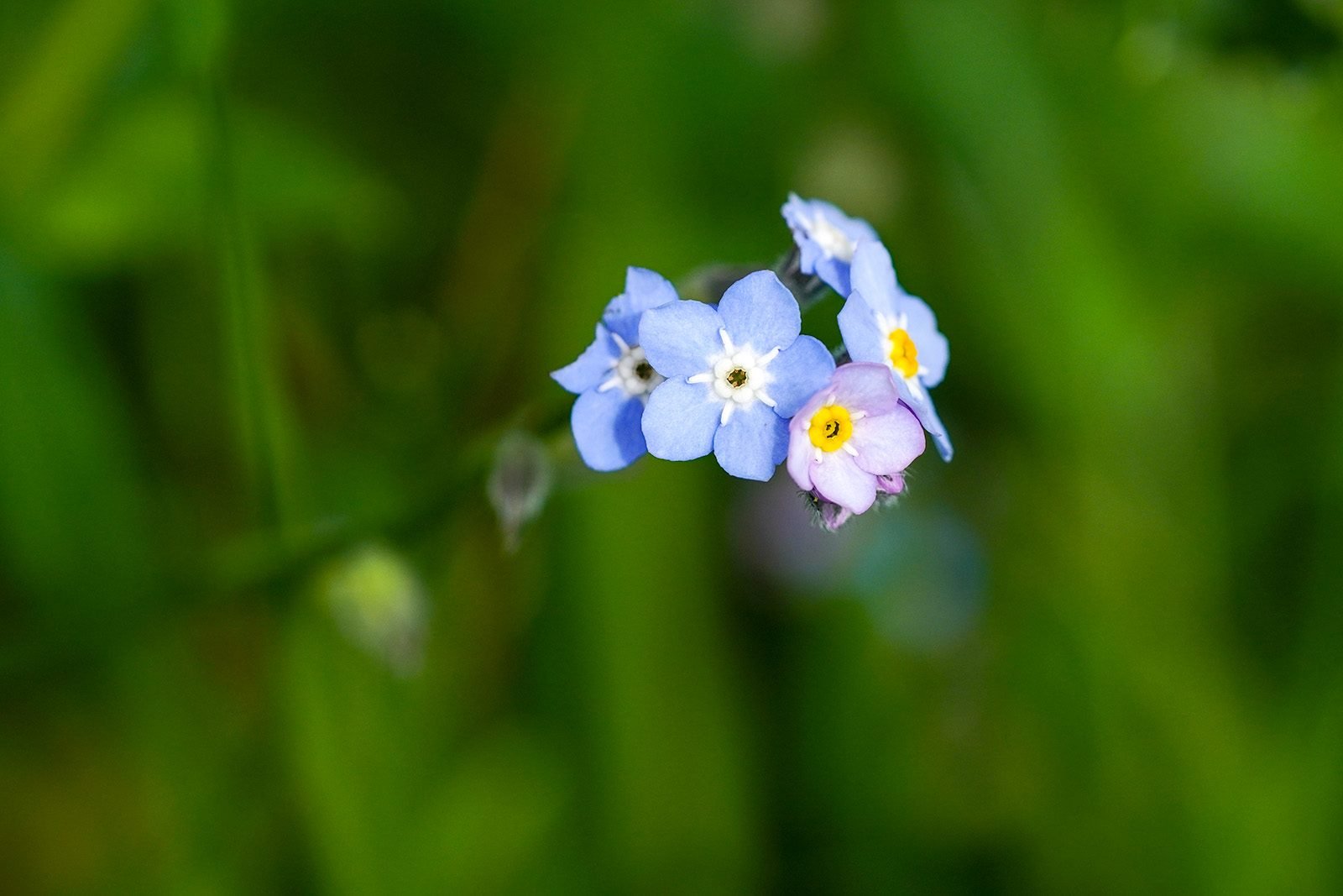 small-blue-red-colorful-flowers-in-jungle