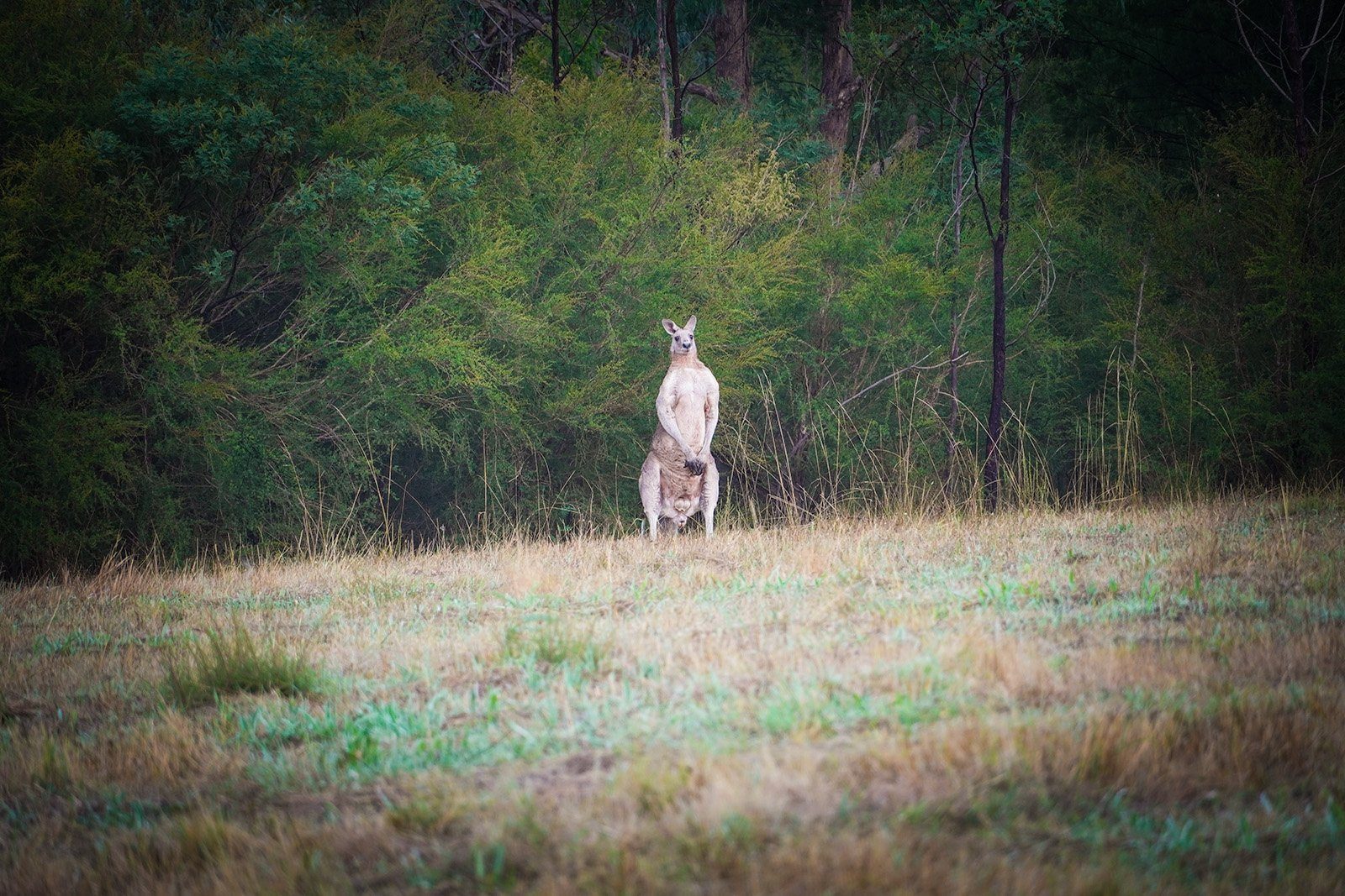 a-body-builder-kangaroo