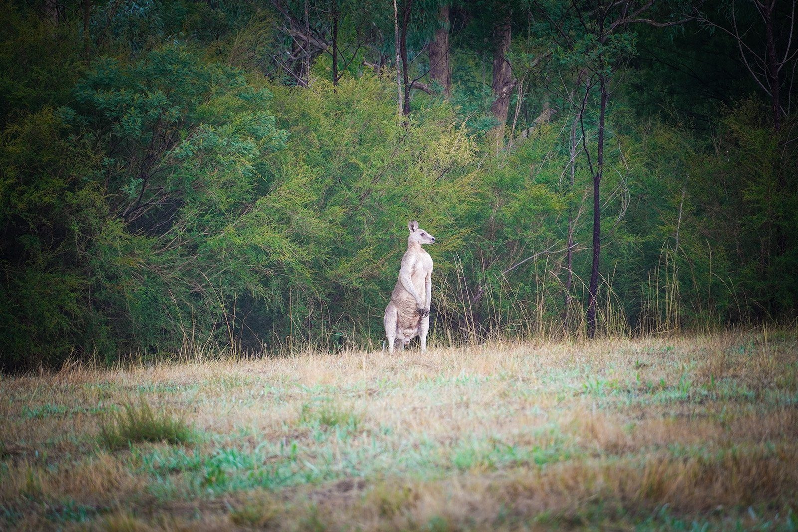 a-kangaroo-look-at-the-jungle