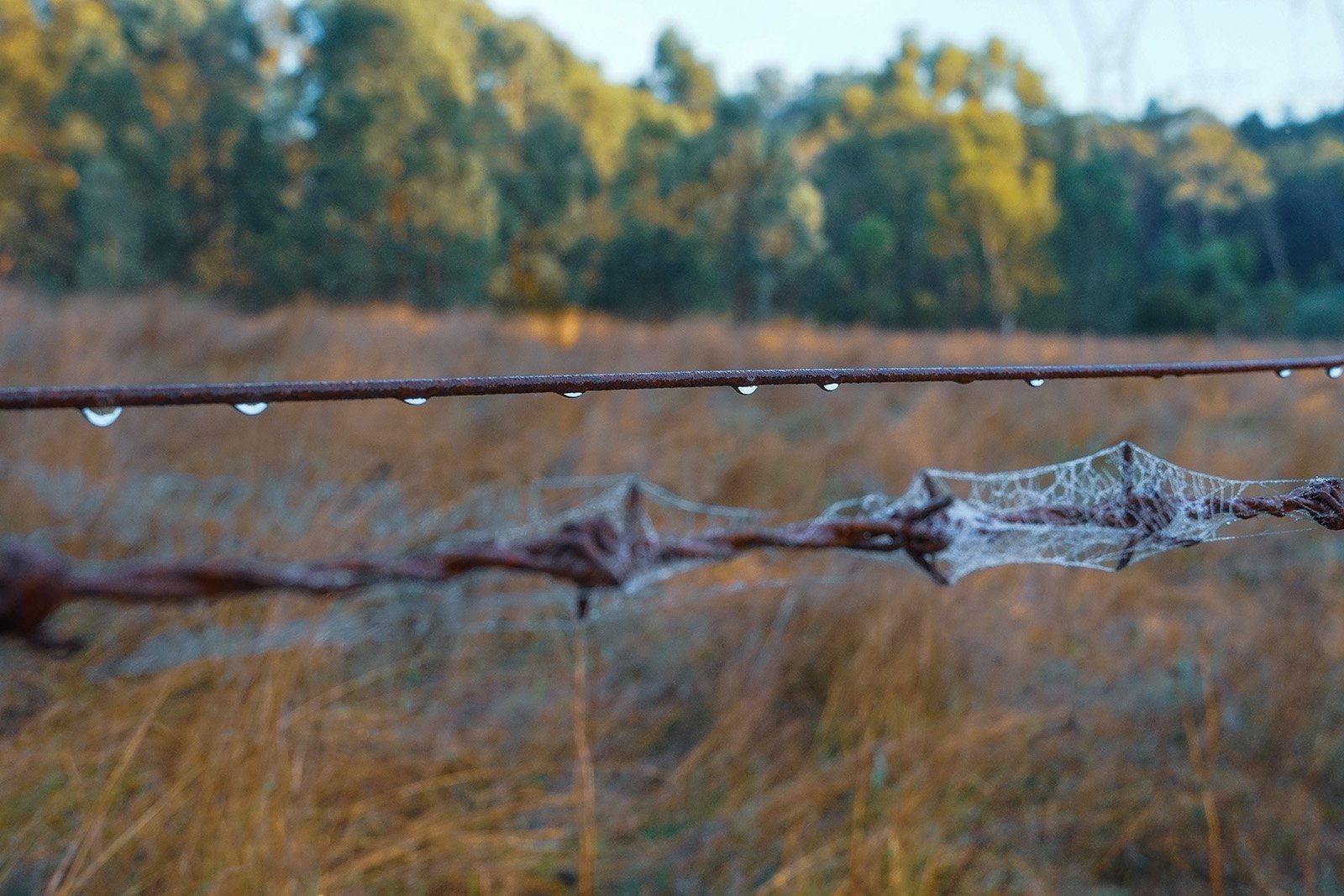 spider-web-in-a-meadow