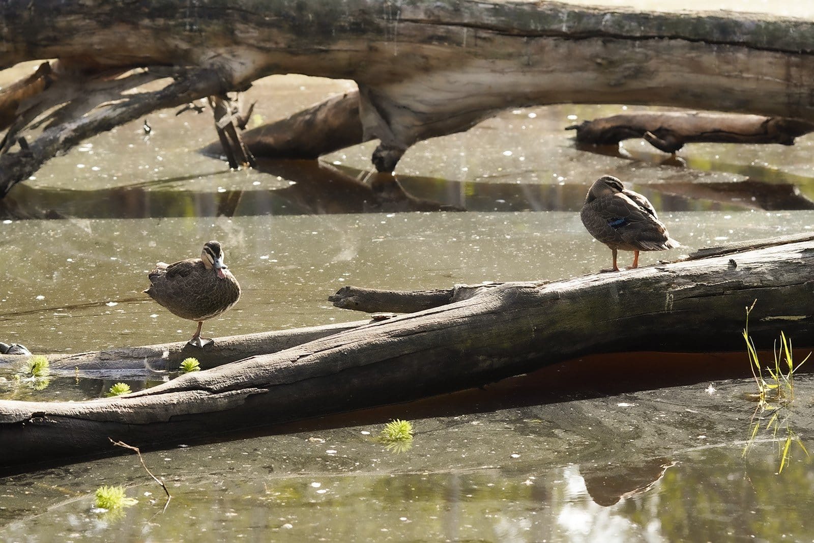 two-ducks-stand-on-one-leg-on-a-tree-over-a-lake