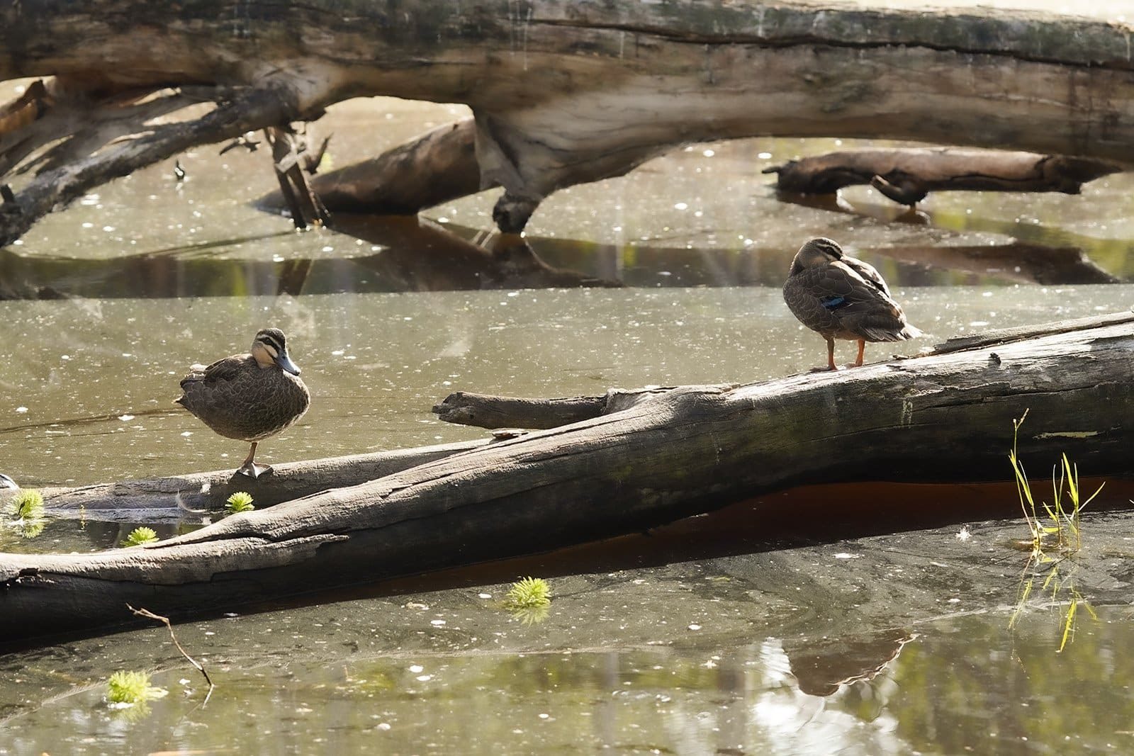 two-ducks-stand-on-one-leg-on-a-tree-over-a-lake